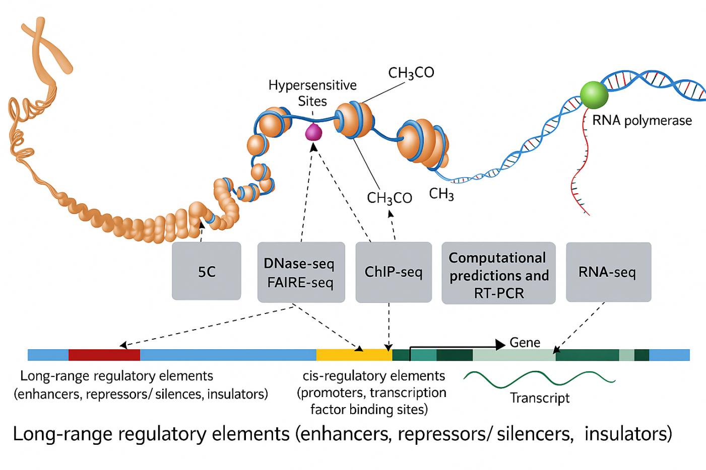 分子生物学实验室的超声仪