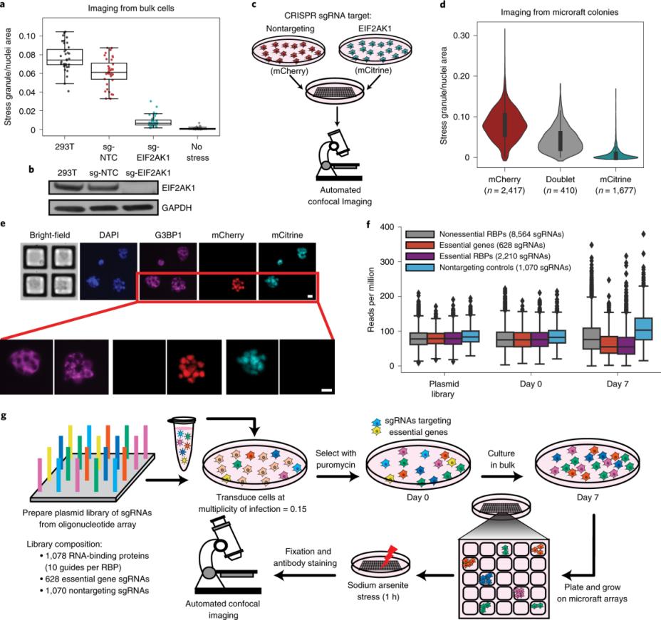 药物实验室凝胶成像仪