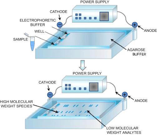 分子生物学运行缓冲