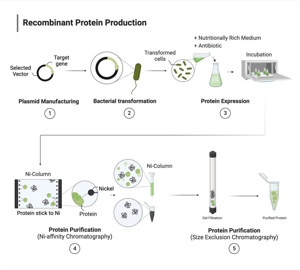 蛋白质纯化磁性分离器