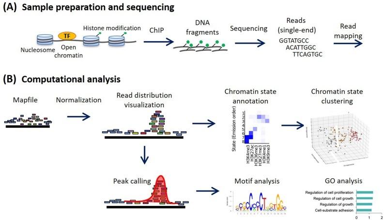 ChIP-Seq 故障排查