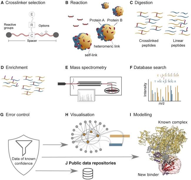 XL-MS：超越结构的蛋白质相互作用映射